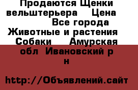 Продаются Щенки вельштерьера  › Цена ­ 27 000 - Все города Животные и растения » Собаки   . Амурская обл.,Ивановский р-н